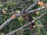 Rufous-vented Chachalaca, Cuffie River Nature Lodge, Tobago
