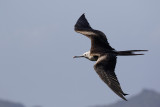 Frigatebird, Little Tobago Island, Tobago