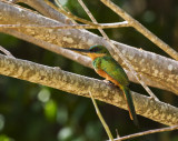 Rufous-tailed Jacamar, Tobago