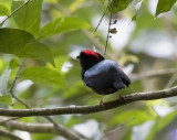 Blue-backed Manakin, Cuffie River Nature Lodge, Tobago