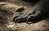 Komodo dragon claws, Komodo Island