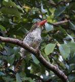 Banded Kingfisher, Java