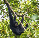 Siamang with child in lap, Sumatra