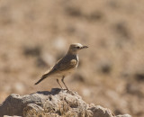 Spike-heeled Lark_Khomas Highland Area, Namibia