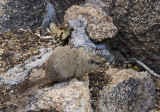 Dassie rat_ Erongo Wilderness Lodge, Namibia