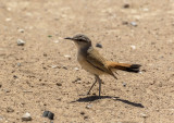 Kalahari Scrub Robin_Orongo area, Namibia