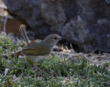 Grey-backed Camaroptera_Orongo area, Namibia