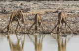 Giraffe_Etosha NP, Namibia