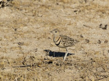 Double-banded Courser_Etosha NP, Namibia