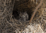Spotted Eagle-Owl_Etosha NP, Namibia