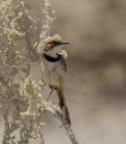 Rufous-eared Warbler_Etosha NP, Namibia