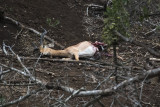 Wild dogs take down an impala