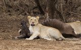 Lion posing with kill