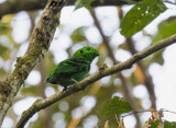 Green Broadbill, Sumatra