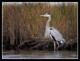 Mane Heron