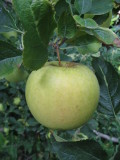 Apple Hill Orchard 038.jpg