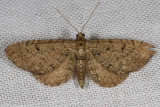 wilgendwergspanner Eupithecia tenuiata