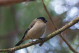 Azoren goudvink, Pyrrhula pyrrhula murina