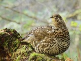 Ttras du Canada_2396 - Spruce Grouse