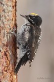 Pic  dos ray_3477 - American Three-toed Woodpecker