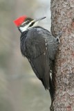 Grand Pic (femelle)_3684 - Pileated Woodpecker (f)