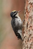 Pic  dos ray_3719 - American Three-toed Woodpecker