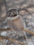 pervire borale_8902 - Northern Hawk Owl
