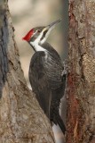 Grand Pic (f)_5558 - Pileated Woodpecker (f)