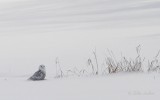 Harfang des neiges_5922 - Snowy Owl