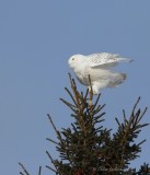 Harfang des neiges_6051 - Snowy Owl
