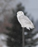 Harfang des neiges_5970 - Snowy Owl