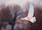 Harfang des neiges_5866 - Snowy Owl