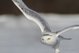 Harfang des neiges_6519 - Snowy Owl