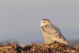 Harfang des neiges_7941 - Snowy Owl