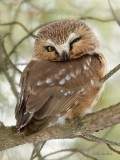 Petite Nyctale_7517 - Northern Saw-whet Owl