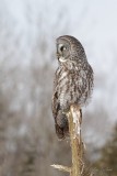 Chouette lapone_8423 - Great Gray Owl