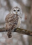 Chouette raye_8423 - Barred Owl