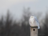 Harfang des neiges_9587 - Snowy Owl