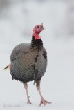 Dindon sauvage_3394 - Wild Turkey