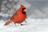 Cardinal rouge_6280 - Northern Cardinal