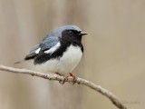 Paruline bleue_2036 - Black-throated Blue Warbler