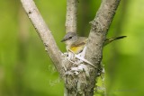 Paruline flamboyante (femelle)_3921 - American Redstart