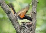 Paruline flamboyante_2803 - American Redstart