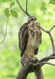 Buse  paulettes (juvnile)_5221 - Red-shouldered Hawk