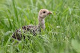 Dindonneau sauvage_6172 - Wild Turkey (young)