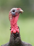 Dindon sauvage_6161 - Wild Turkey