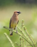 Jaseur dAmrique_7198 - Cedar Waxwing