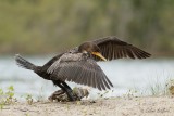 Cormoran  aigrettes_3498 - Double-crested Cormorant