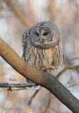 Chouette raye_7493 - Barred Owl