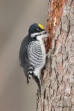 Pic  dos noir_Y3A0483 - Black-backed Woodpecker